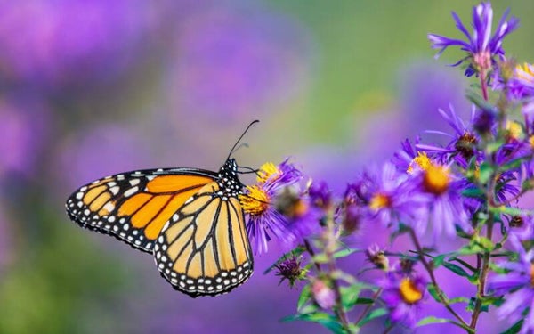 Rencontres JEUNITUDE en présence