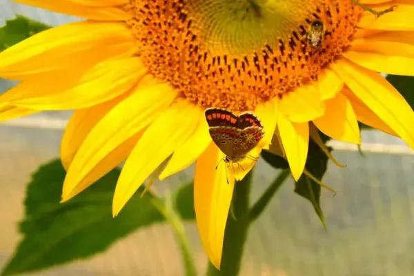 Rajeunir en Décembre