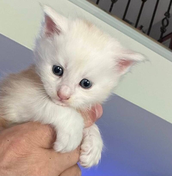 Dylan