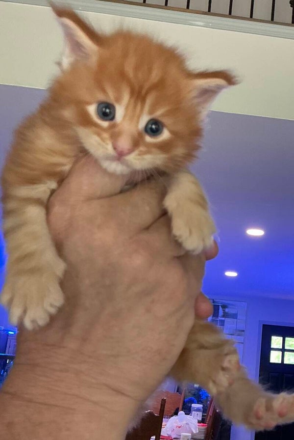 Axel