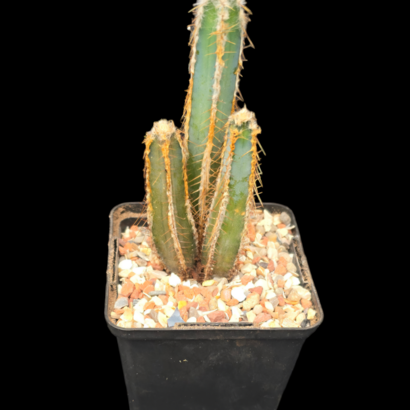 Cereus forbesii