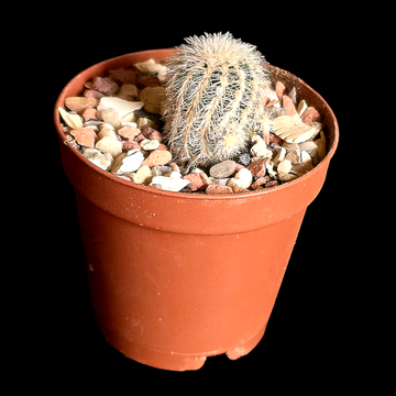 Gymnocalycium bruchii v niveum R727