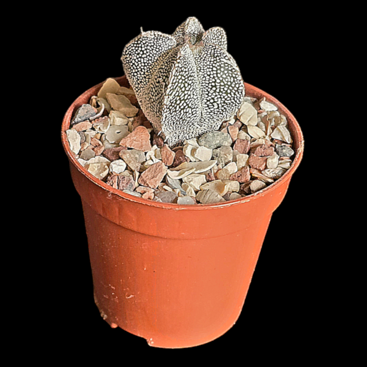 Astrophytum myriostigma cv 'Onzuka'