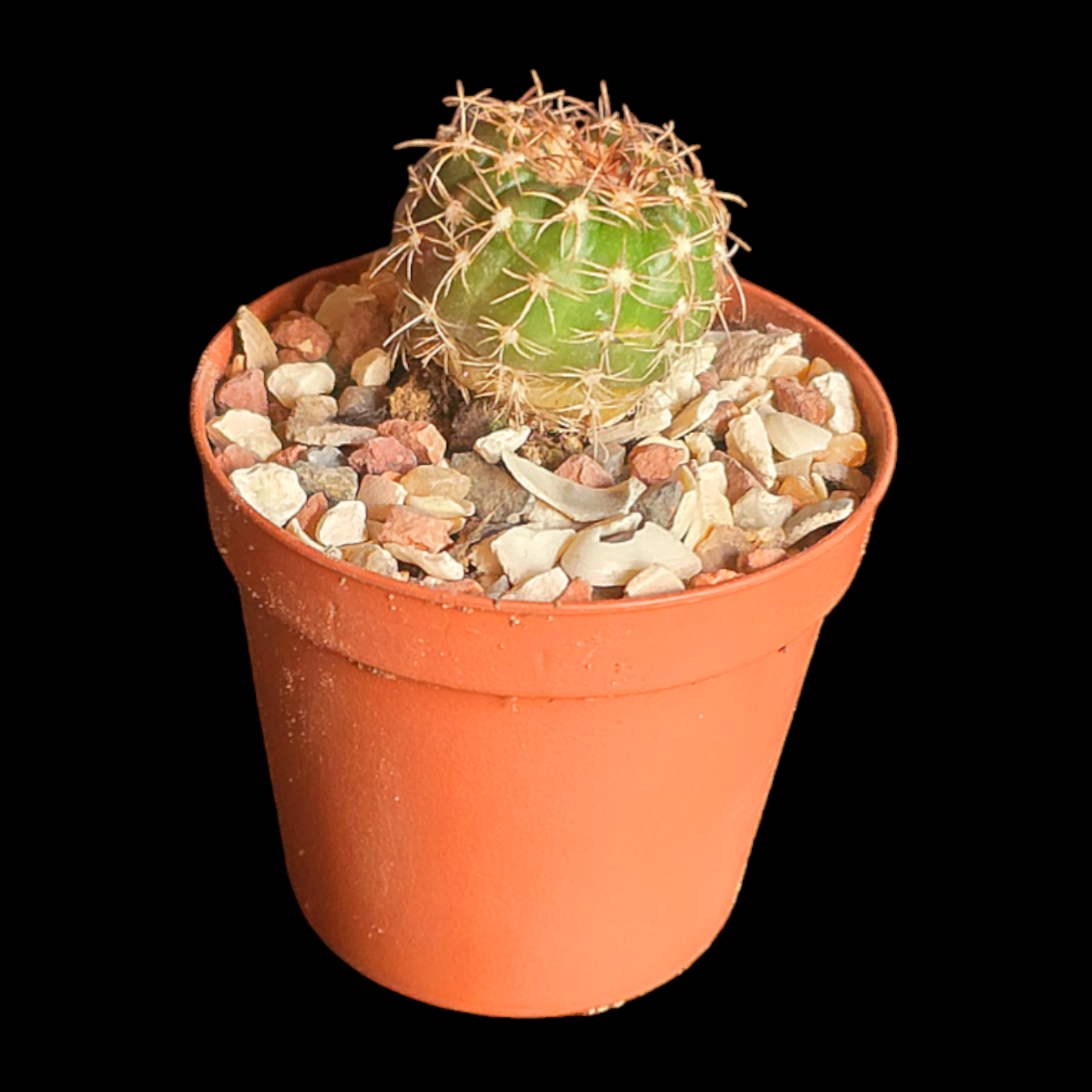 Notocactus uebelmannianus