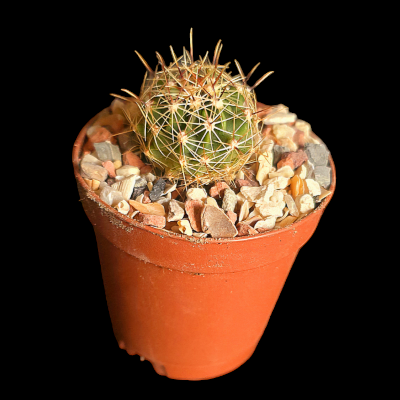 Hamatocactus setispinus