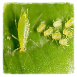 Aphids (Greenfly)