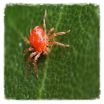 Red Spider Mite