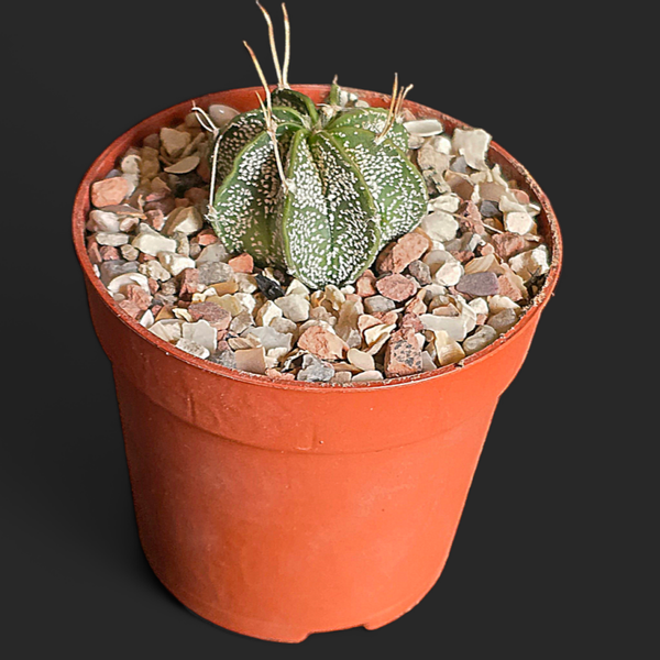 Astrophytum capricorne v crassispinoides