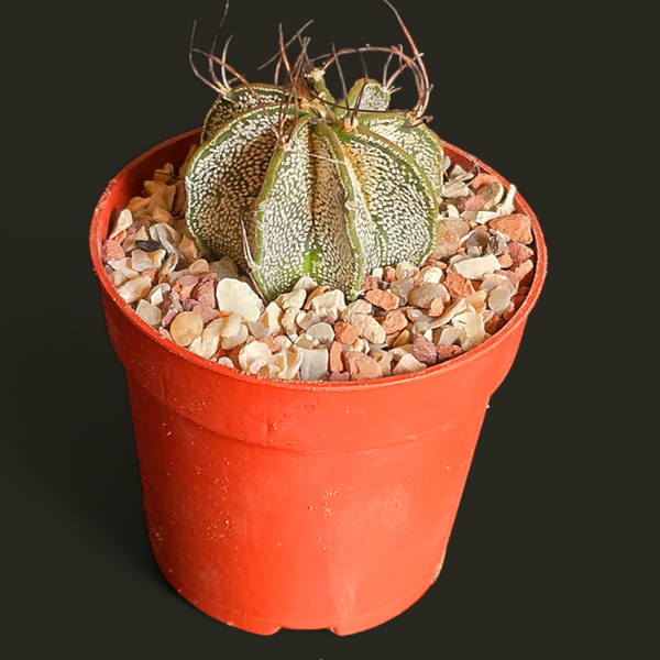 Astrophytum capricorne v monterrei