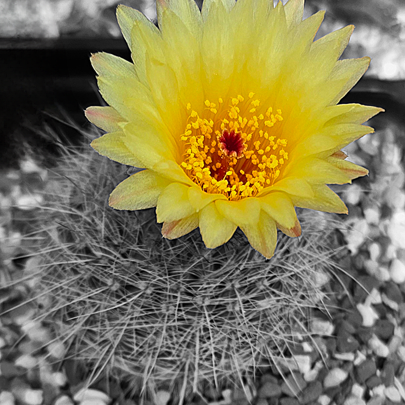 Notocactus schlosseri