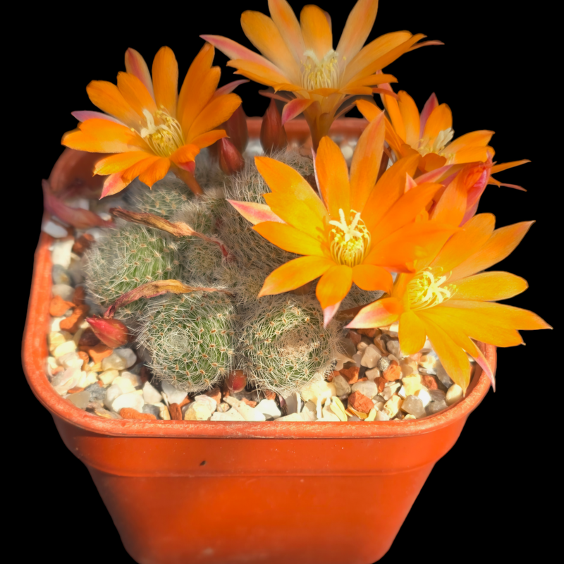 Rebutia heliosa x albiflora