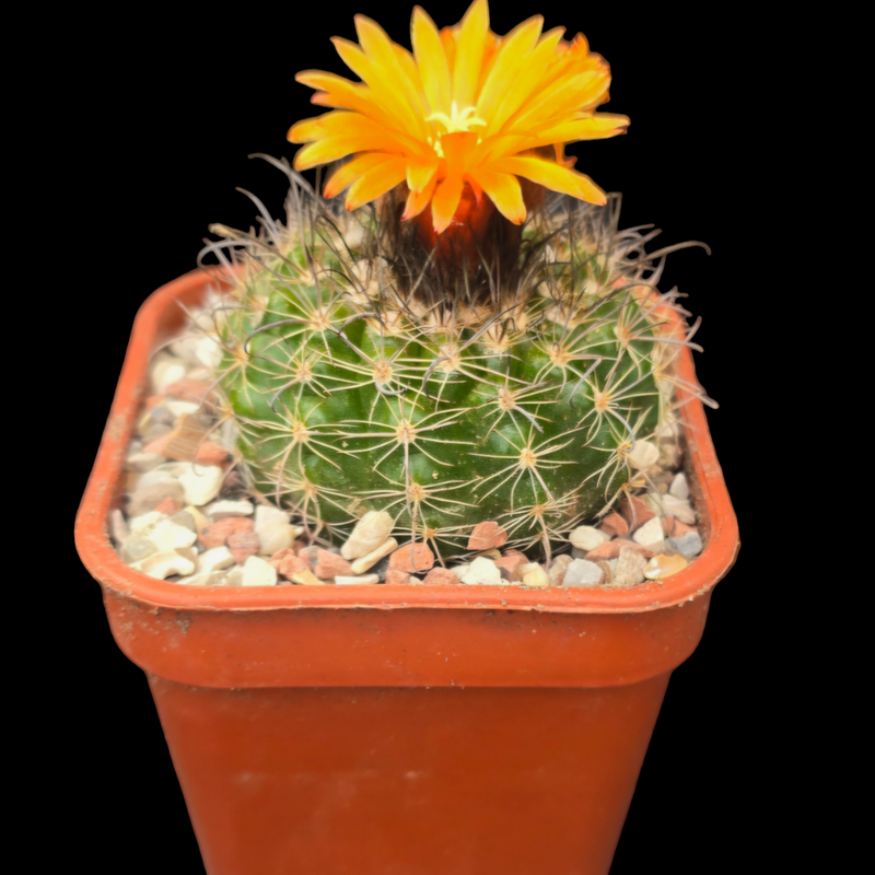 Parodia mairanana