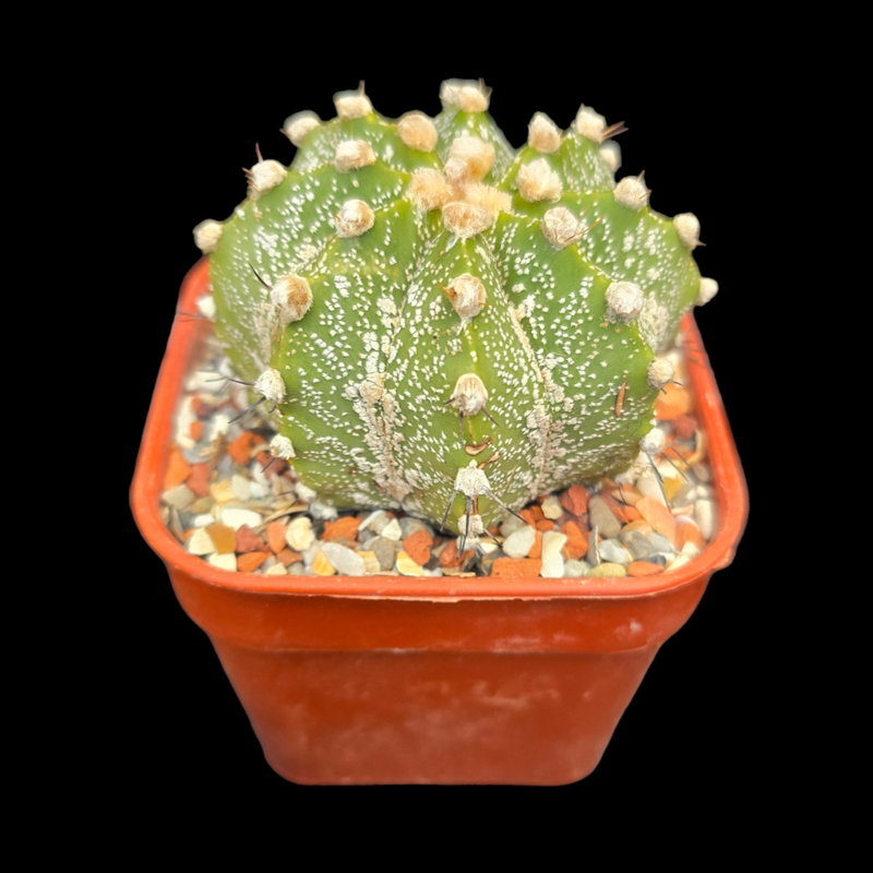 Astrophytum asterias Hybrid
