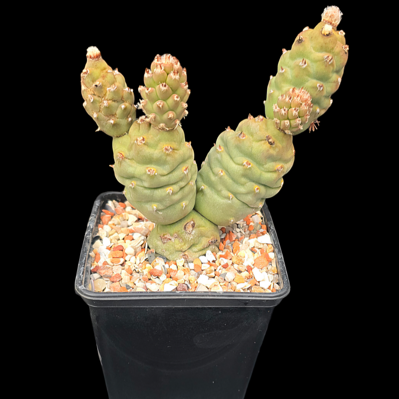 Tephrocactus Articulatus v Inermis