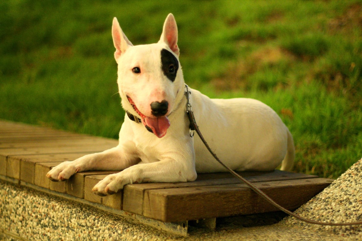 Bull Terriër / Terriërs / Rassen | Informatievoorhondenliefhebbers