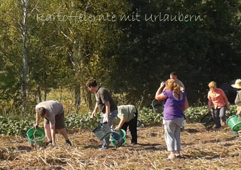 kartoffelernte-mit-urlaubern-standard.jpg