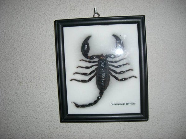Escorpion