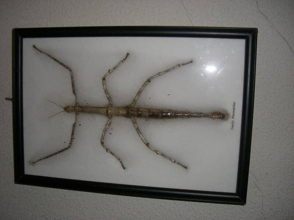 Insecto Palo