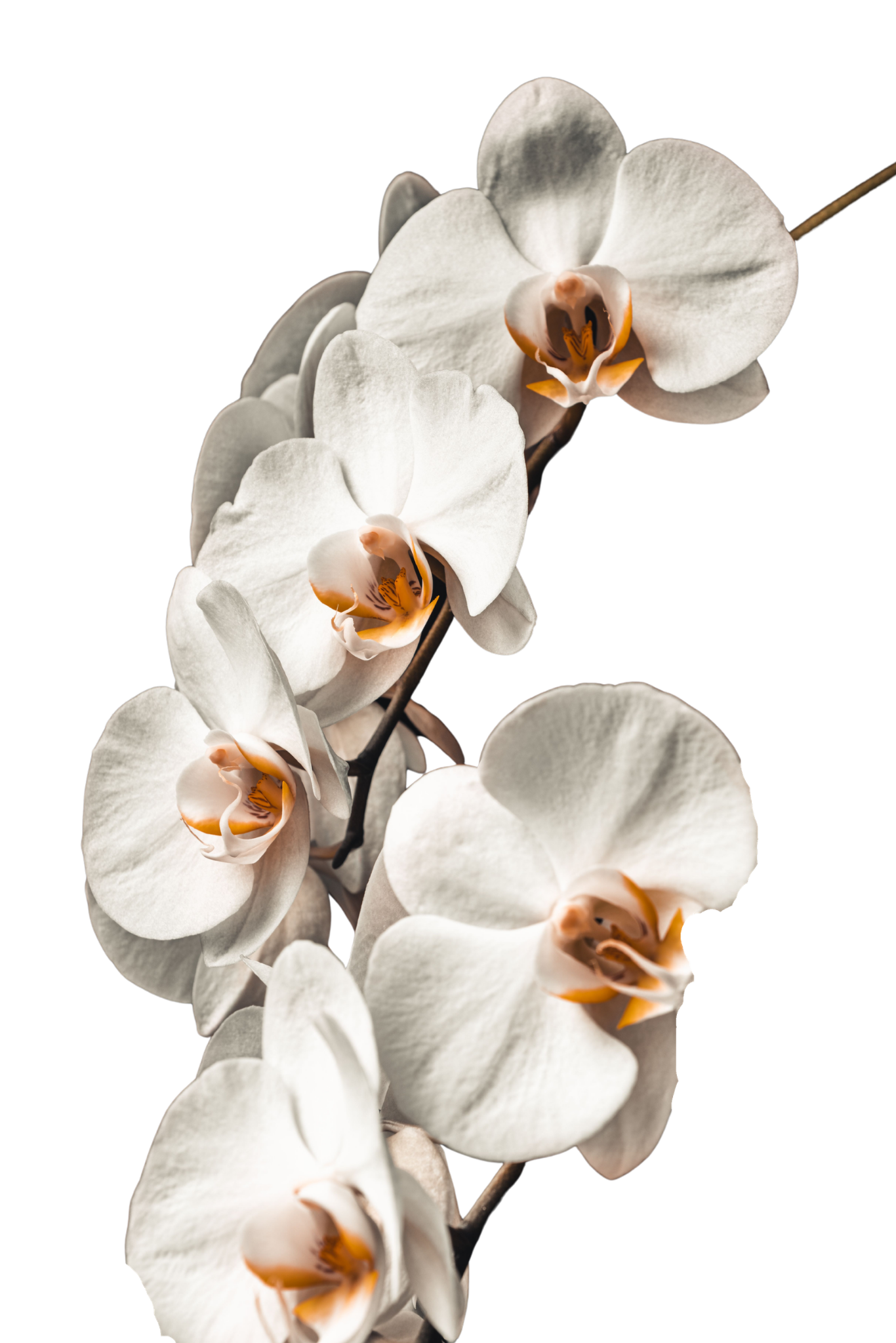 Weiße Orchideenblüten vor schwarzem Hintergrund