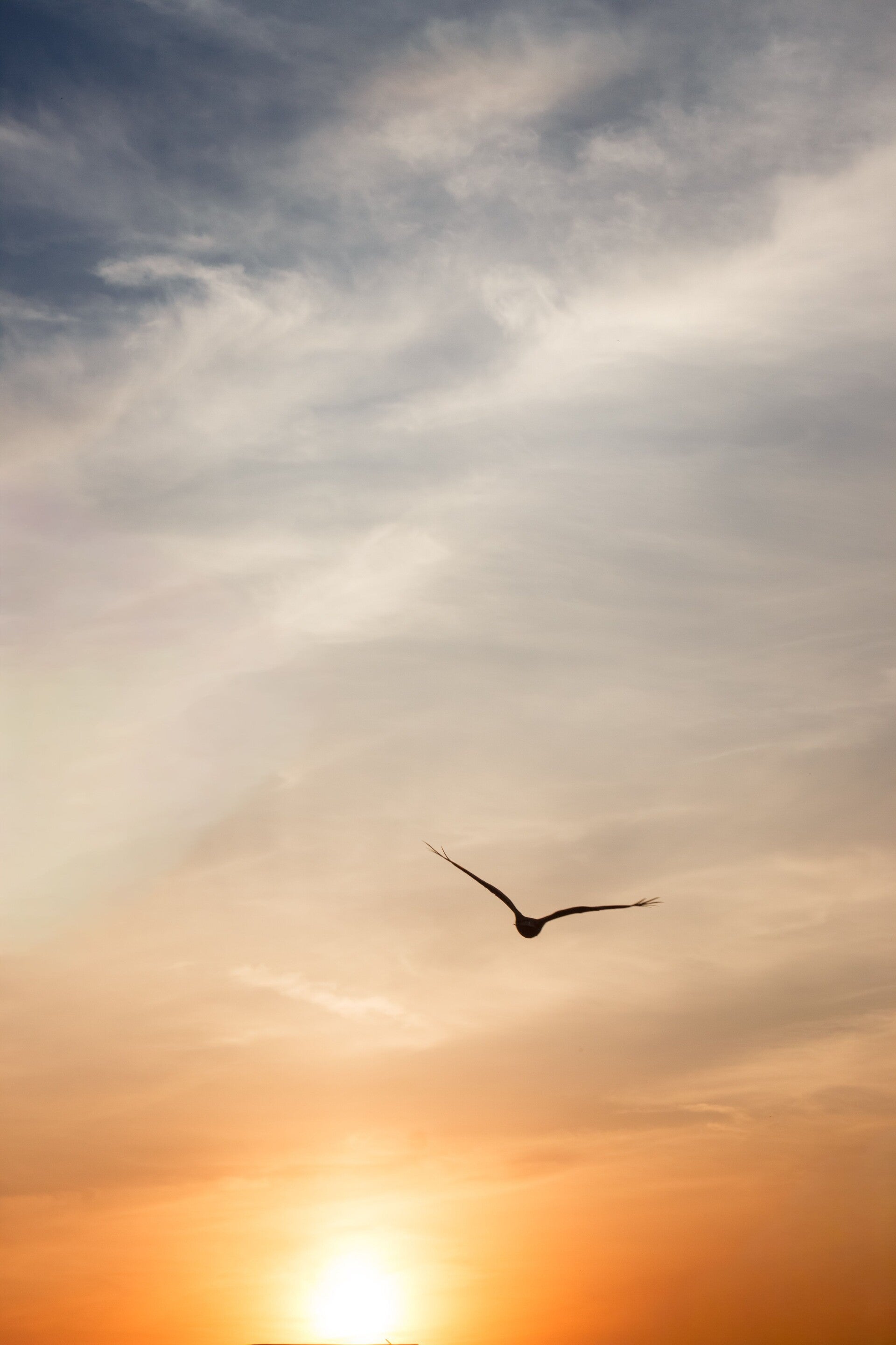 Fliegender Vogel