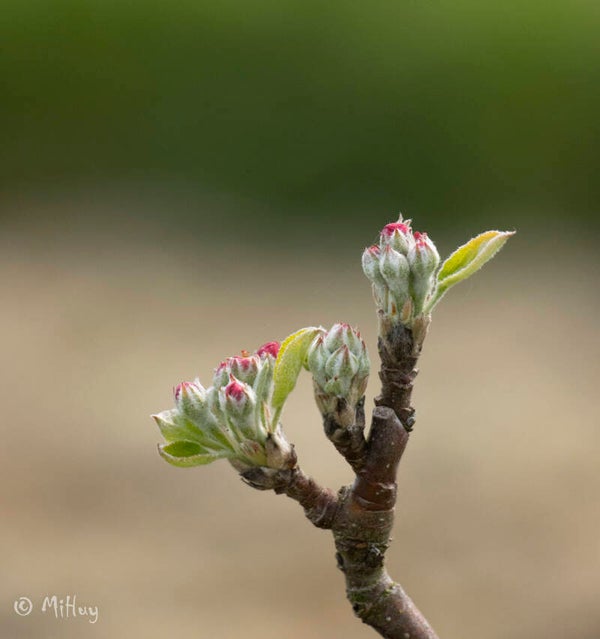 webinar Geneeskracht door bomen volgens Hildegard van Bingen 15/10