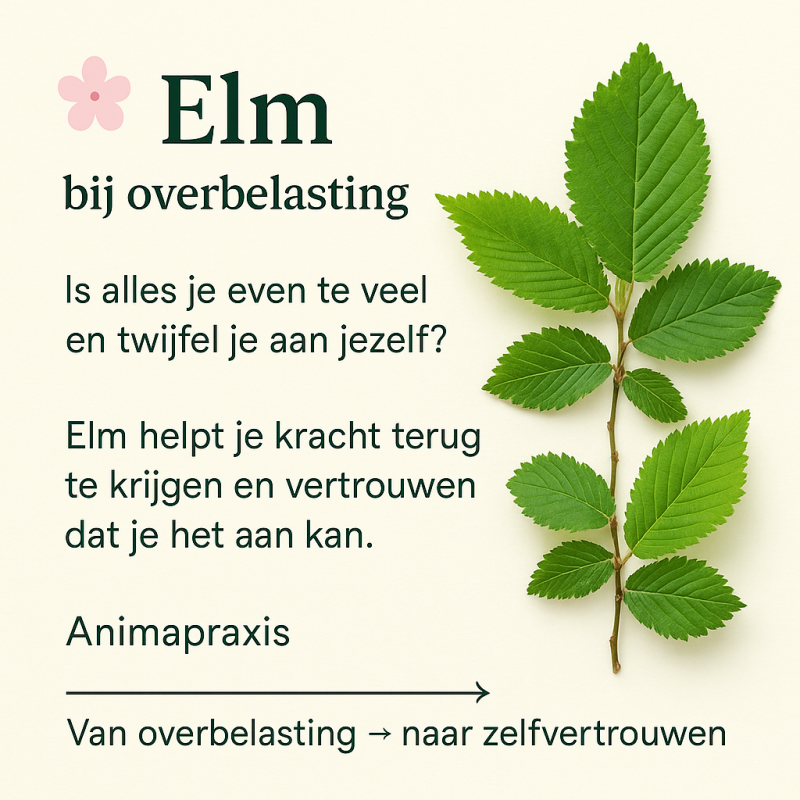 Bachbloesem bij overbelasting mens of dier