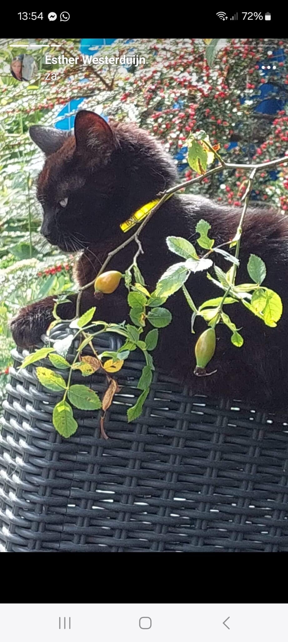 Bachbloesemremedies voor dieren 