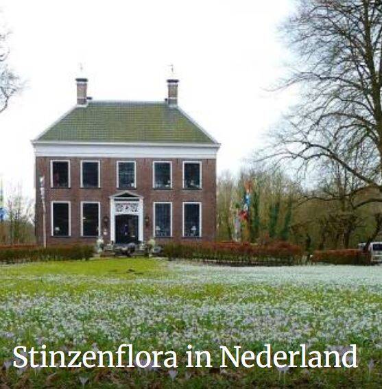 Blog over Stinzenflora in Nederland