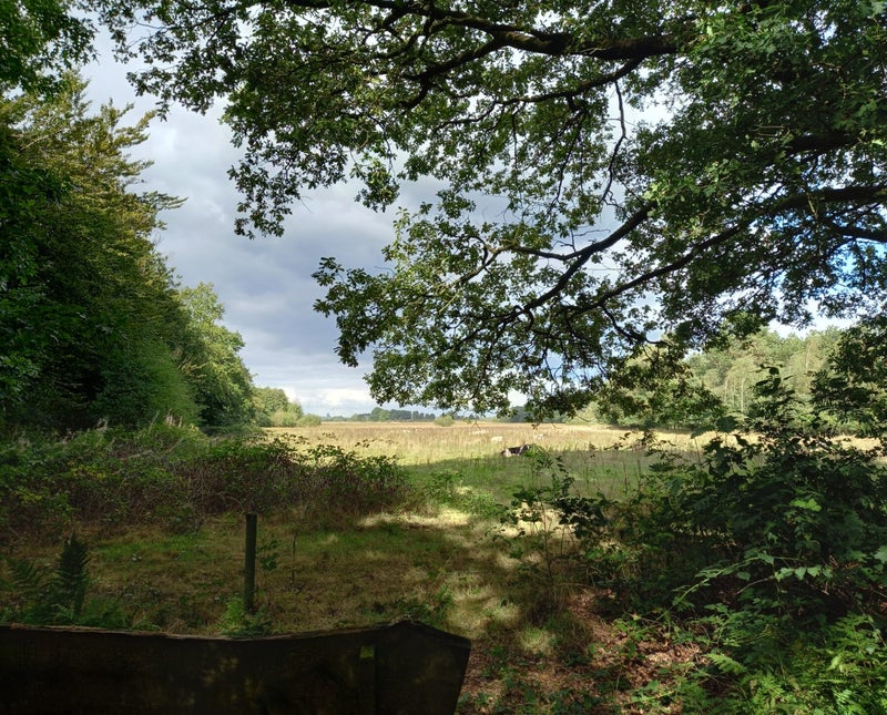 Wandelen in het bos