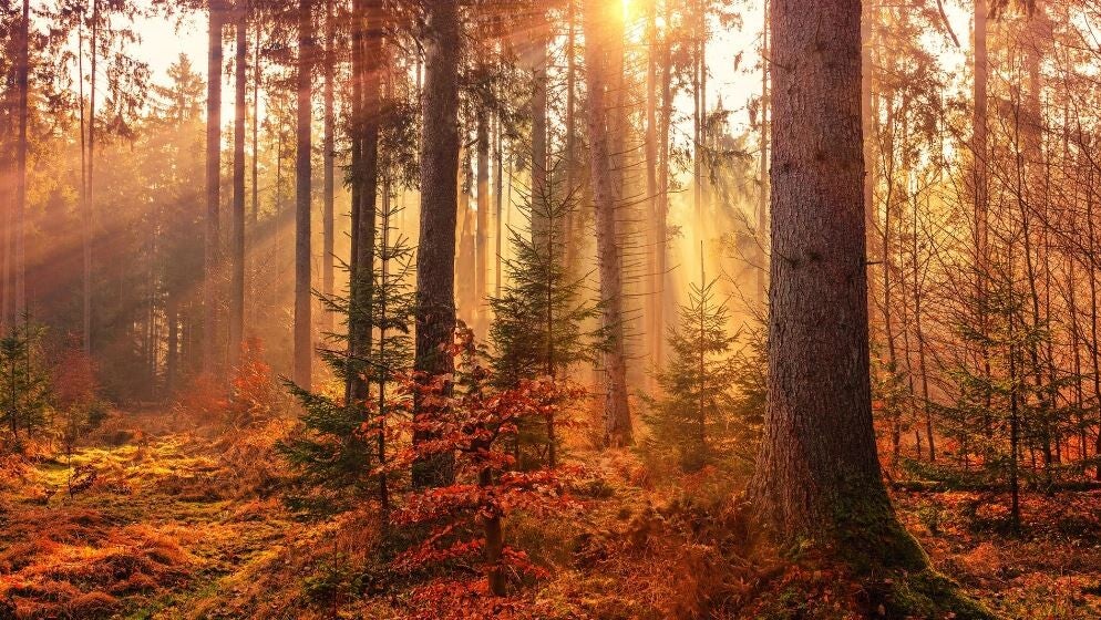 Summer Sale bij De BoekWandelaar!