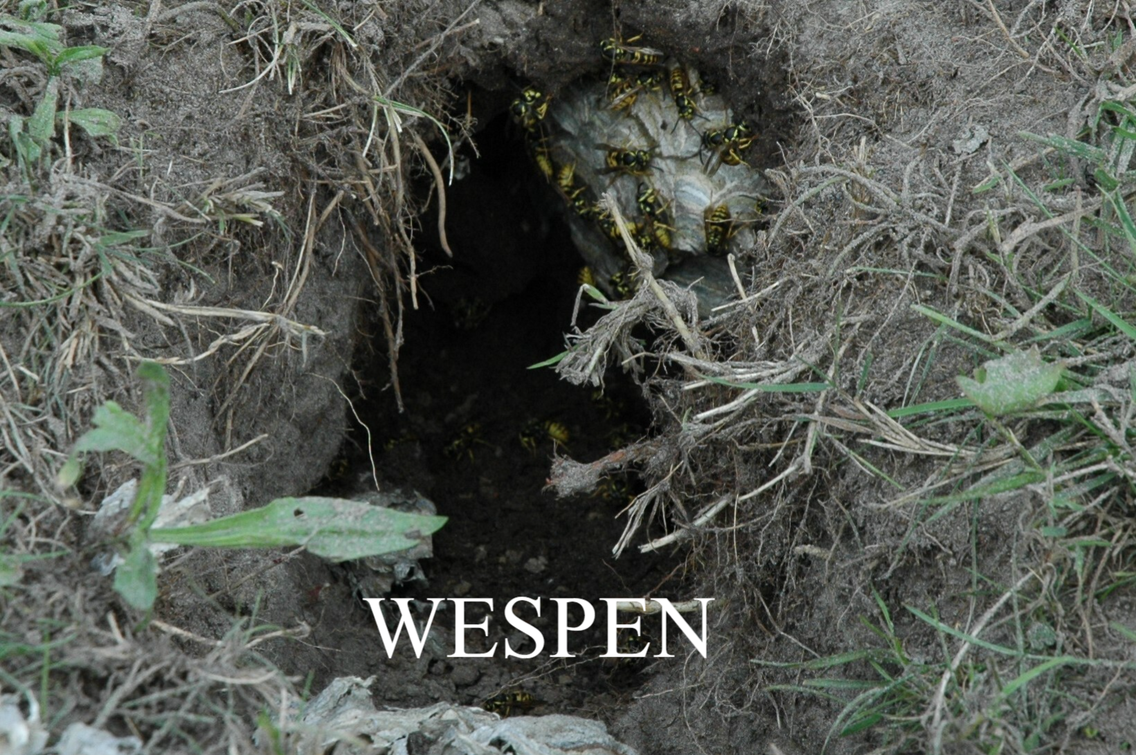 Wespennest in de grond verwijderen imkerbestrijding wespennest faunabeheerkrijtheongediertebestrijding door ongediertebestrijder drenthe Tynaarlo Vries Eelde Paterswolde Assen Zuidlaren Noordlaren Midlaren Haren Glimmen Yde De Punt Donderen Bunne Zeijen