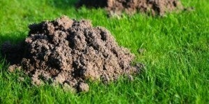 Mollenbestrijding door faunabeheerkrijthe , kijk voor prijs kosten op de pagina Mollenbestrijding door mollenvanger ongediertebestrijder molshoop ongediertebestrijding door ongediertebestrijder drenthe Tynaarlo Vries Eelde Paterswolde Assen Zuidlaren Noor