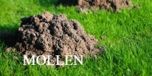 Wespennest buiten in de nok ongediertebestrijding imker door ongediertebestrijder drenthe Tynaarlo Vries Eelde Paterswolde Assen Zuidlaren Noordlaren Midlaren Haren Glimmen Yde De Punt Donderen Bunne Zeijen