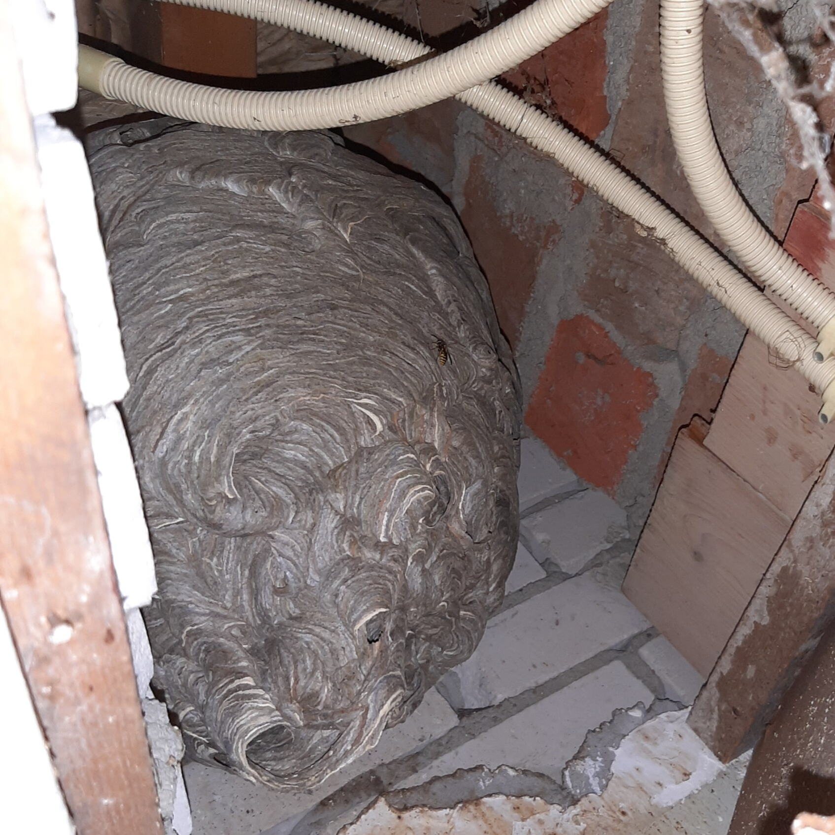 Wespenbestrijding door faunabeheerkrijthe. Kijk voor de kosten wespennest verwijderen op deze pagina. Wespen; wespennest; hoornaarsnest; hoornaars; ongediertebestrijding door ongediertebestrijder drenthe Tynaarlo Vries Eelde Paterswolde Assen Zuidlaren No