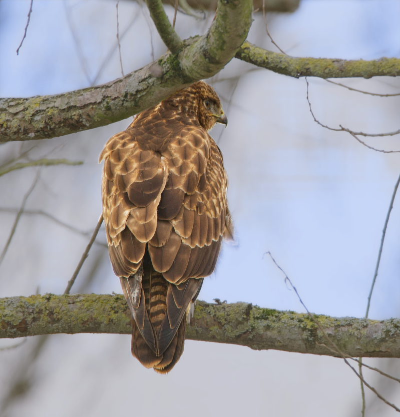 Uil rustend op tak tegen blauwe lucht – close-up wildlife in België