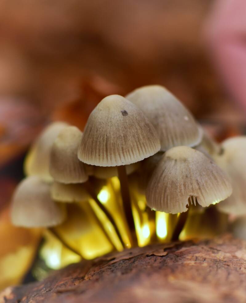 Macro van paddenstoelen in warm licht – sfeervolle bosfotografie