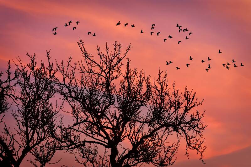 Boom vol vogels bij roze lucht – silhouet bij zonsondergang