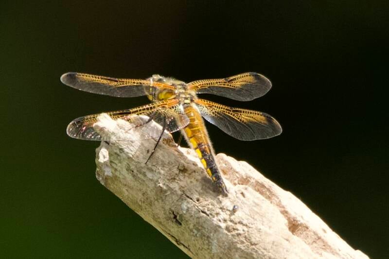 Goudkleurige libel rustend op een tak – macro-opname van insect