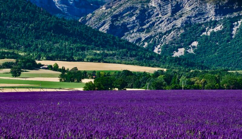 Landschapsfoto met lavendelvelden en bergen – Zuid-Frankrijk natuur