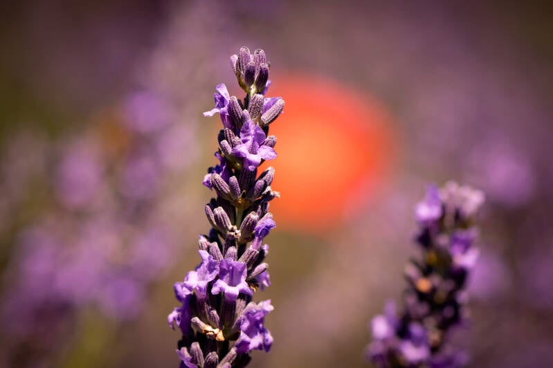Close-up van lavendelbloem met oranje zonsondergang – artistieke natuur