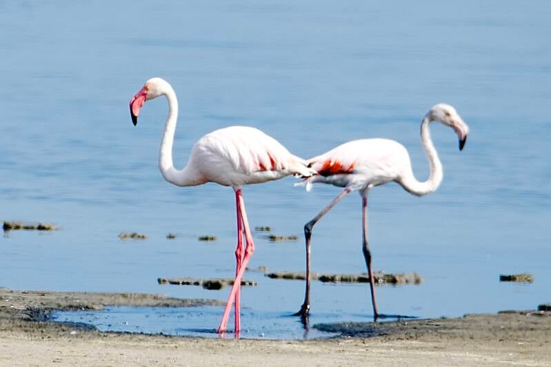 Twee flamingo’s in hartvormige pose – liefdevolle natuurmoment