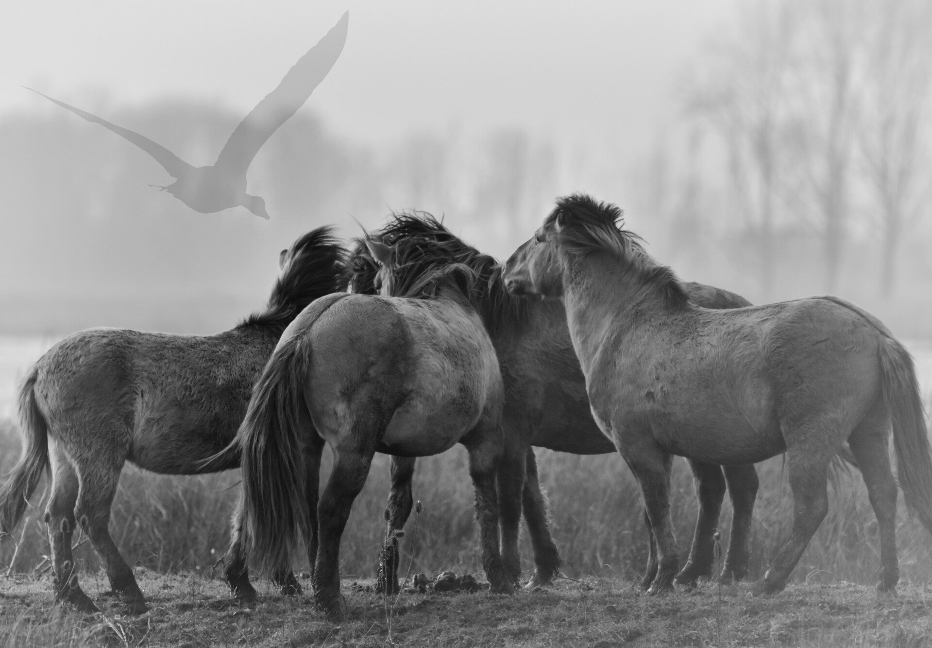 Paarden natuurfotografie limburg