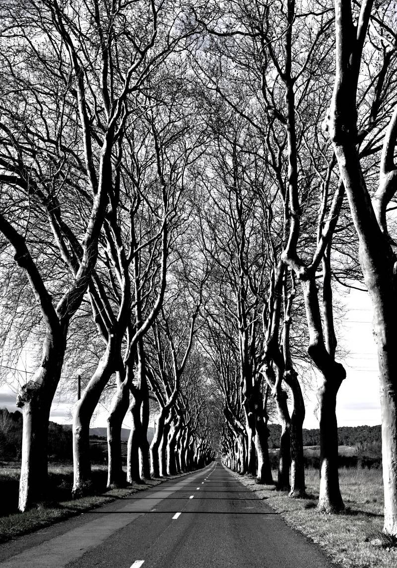 Zwart-wit rij bomen in perspectief – grafische boscompositie