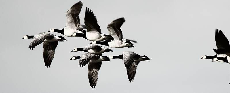 Groep vliegende ganzen – natuur in beweging, in zwart-wit