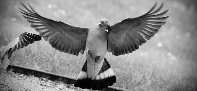 Duif met uitgespreide vleugels – zwart-wit actiefoto vogel