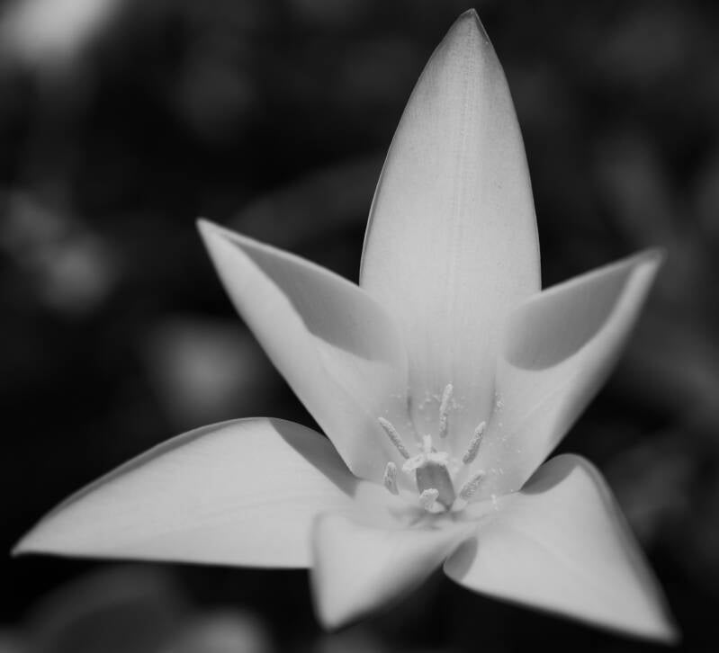 Zwart-wit macro van bloem – minimalistische natuurstudie