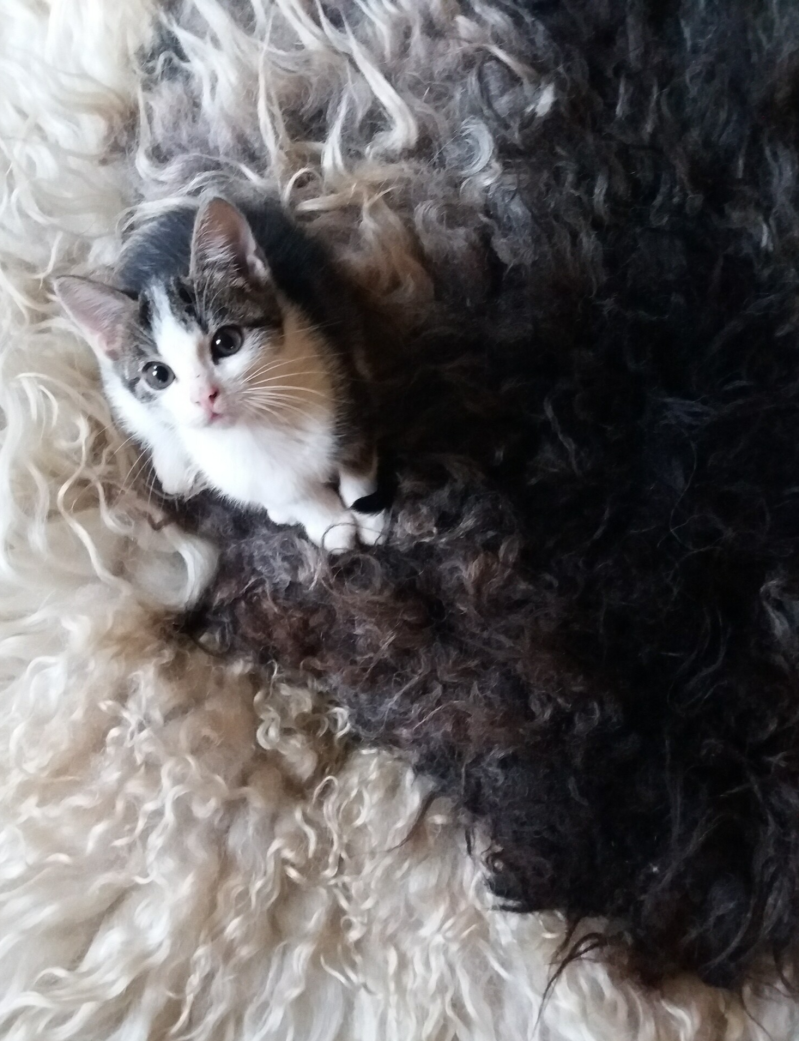 warm interieur met duurzame schapenvachten en wollen wandkleed; handgemaakt