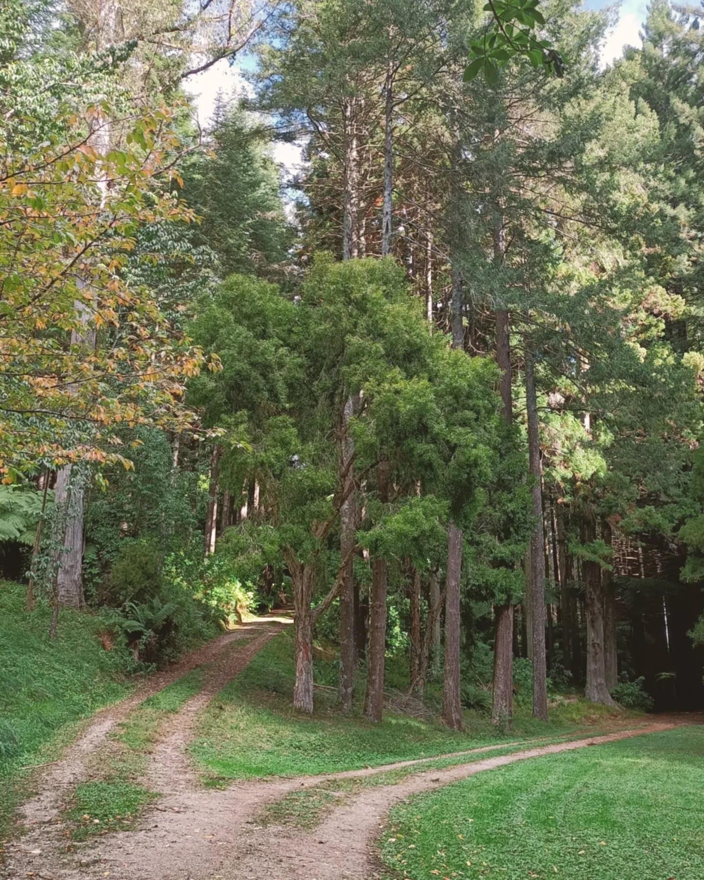 A picture in a forest with forked tracks ahead. The left has sun shining through on to the track, to the right the track leads to a dark forest. Which path will you take?