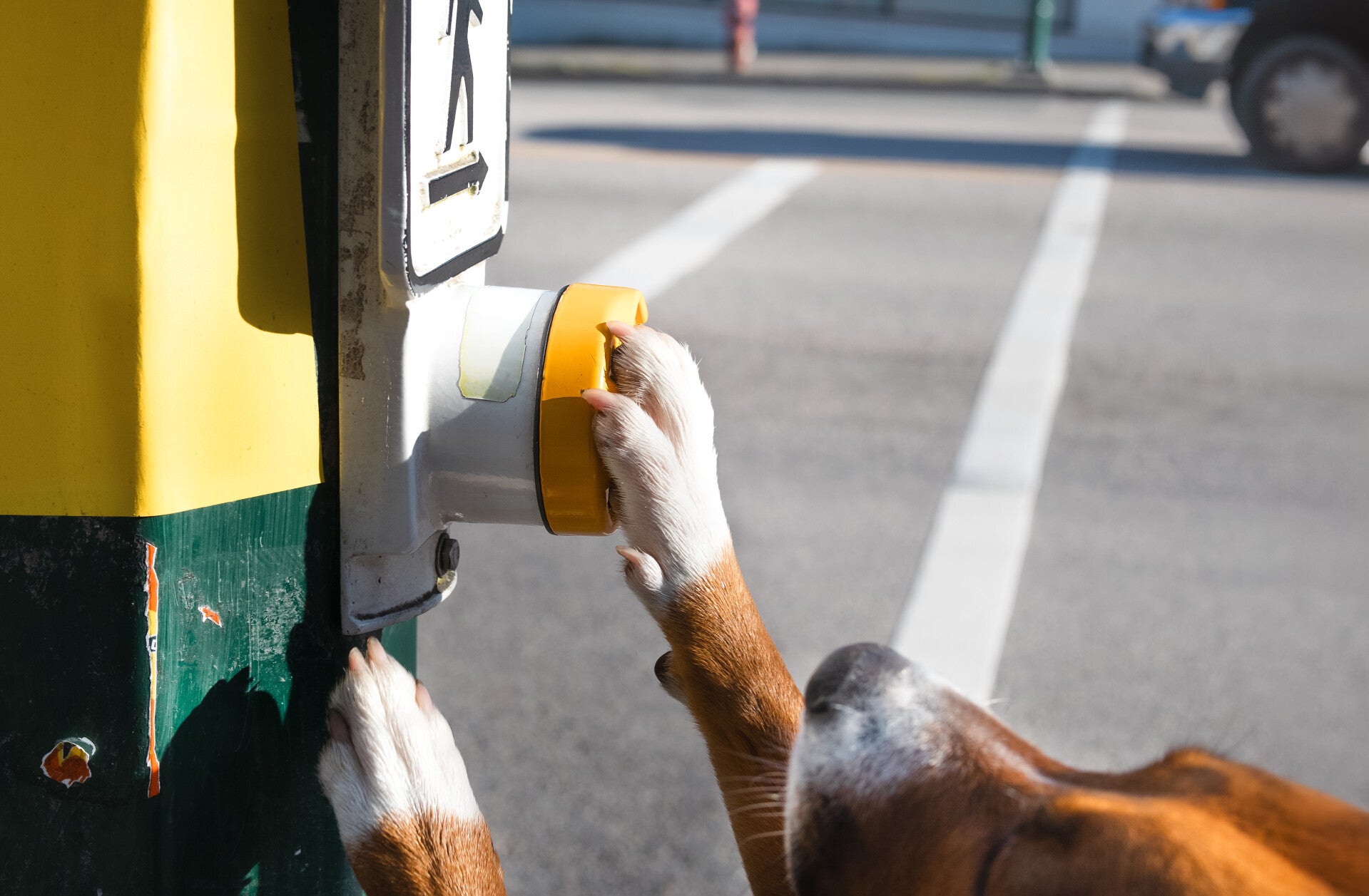 Ein braun-weißer Hund drückt mit seiner Pfote den Knopf einer Fußgängerampel an einer Straße