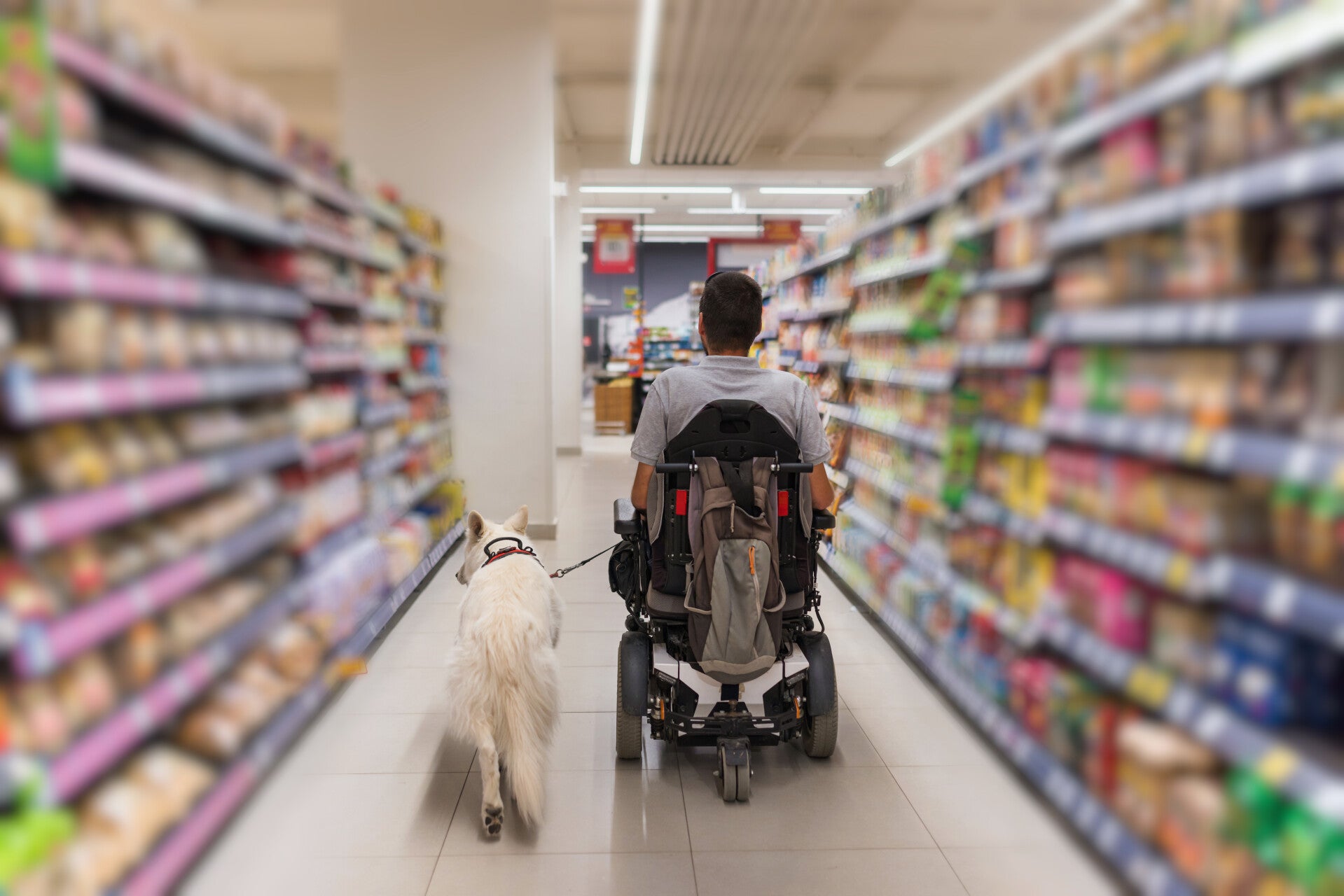 Ein weißer Schäferhund läuft mit lockerer Leine entspannt neben einem Mann im Rollstuhl her. Die beiden sind von hinten zu sehen und bewegen sich durch den Gang eines Supermarktes.